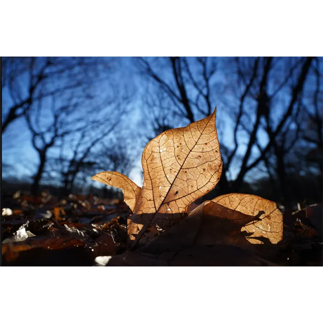 【SONY 索尼】FE PZ 16-35mm F4 G SELP1635G 電動變焦鏡 (公司貨) 廣角變焦鏡頭 全片幅無反微單眼鏡頭