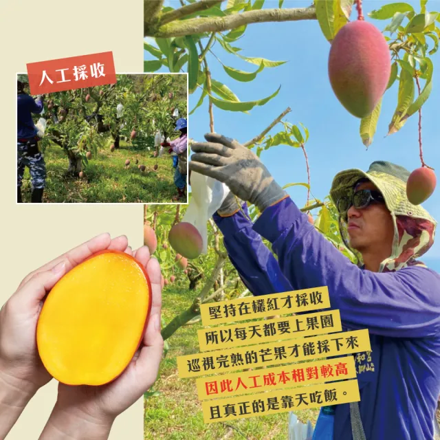 【初品果】枋山阿憲愛文芒果禮盒5斤6-8顆x1盒(大果_屏東青農楊忠憲_山頂上的愛文芒果_禮盒)