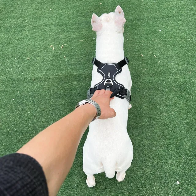 【DOG Copenhagen】丹麥犬胸背帶Pro款-M(狗狗專用 頂級旗艦 舒適好操控)