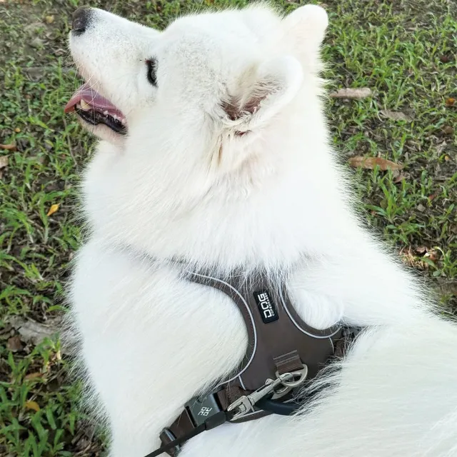 【DOG Copenhagen】丹麥犬胸背帶Pro款-L(狗狗專用 頂級旗艦 舒適好操控)