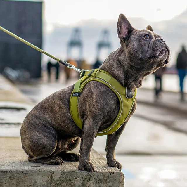 【DOG Copenhagen】丹麥犬胸背帶Go款-XXS(狗狗快穿背帶 中小型犬適用)