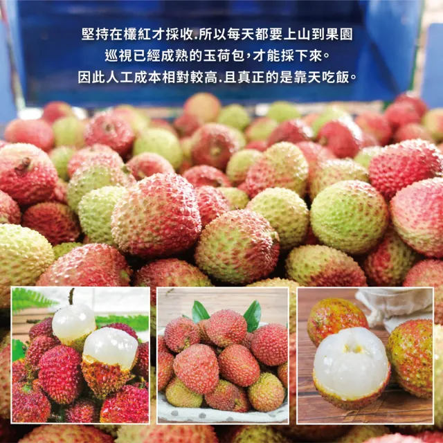 【初品果】高雄大樹玉荷包禮盒小果3斤x4盒(28mm-32mm_顆粒_冷藏_鳳荔文化獎)(端午禮盒)
