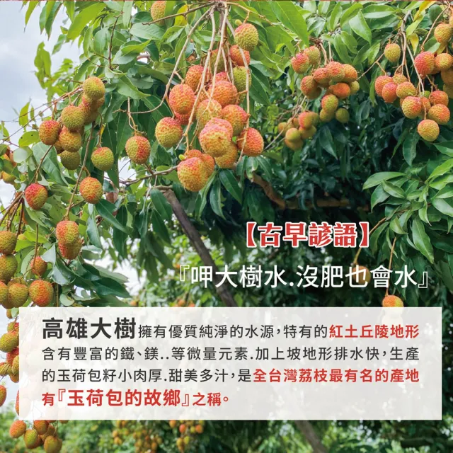 【初品果】高雄大樹玉荷包禮盒大果3斤x6盒(35mm+_顆粒_冷藏_鳳荔文化獎)(端午禮盒)