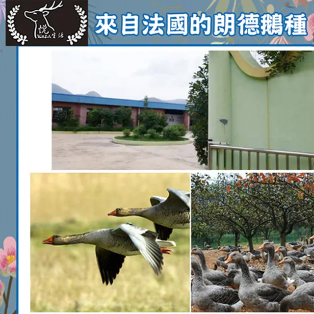極鮮 黃金3A頂級鵝油紅蔥味六入組(豬牛油 拌醬 伴手禮)