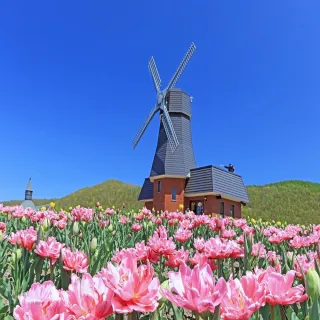 【喜鴻假期】★北海道道東花海５日★芝櫻公園、浪漫鬱金香、旭山動物園、歐風小樽、螃蟹溫泉