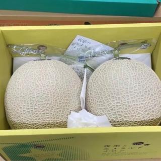 【RealShop 真食材本舖】日本高知縣綠肉哈密瓜2玉 約3.5kgx1盒(水果禮盒)