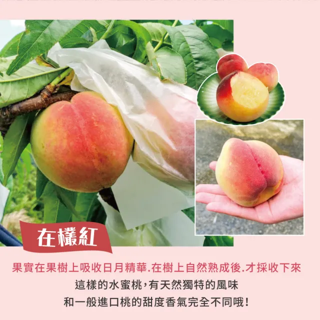 【初品果】拉拉山水蜜桃禮盒10顆x1盒(共10顆_食尚玩家推薦_產地直送_母親節送禮 禮盒)