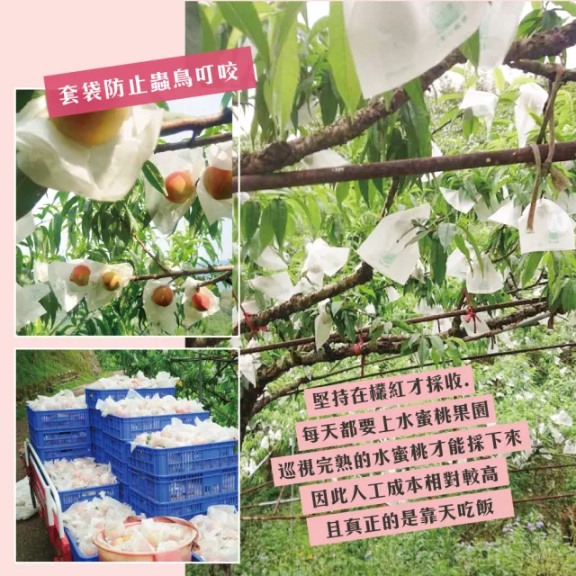 【初品果】拉拉山水蜜桃禮盒12顆x1盒(共12顆_食尚玩家推薦_產地直送_母親節送禮_企業採購)