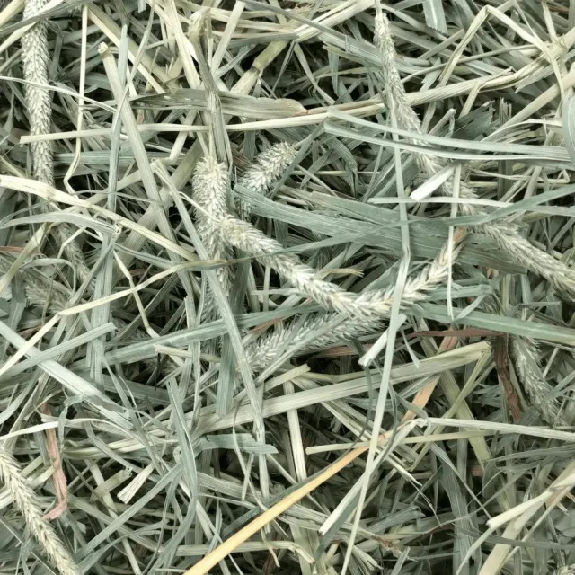 【OXBOW】提摩西牧草 40oz(提摩西牧草、主食牧草、美國進口、牧草、兔子、天竺鼠、龍貓)