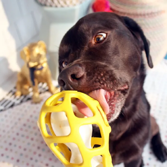【JW】2合1互動益智填充骨-S(兩種造型/中小型犬/狗玩具/藏食/漏食/寵物玩具)