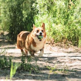 【Petmate】CHUCKIT 環保趣味球-中(犬/狗玩具/互動玩具/訓練/玩具球)