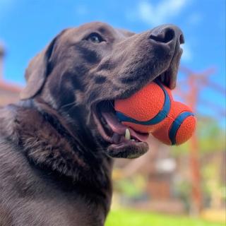 【Petmate】CHUCKIT 葫蘆型彈力球(犬/狗玩具/互動玩具)