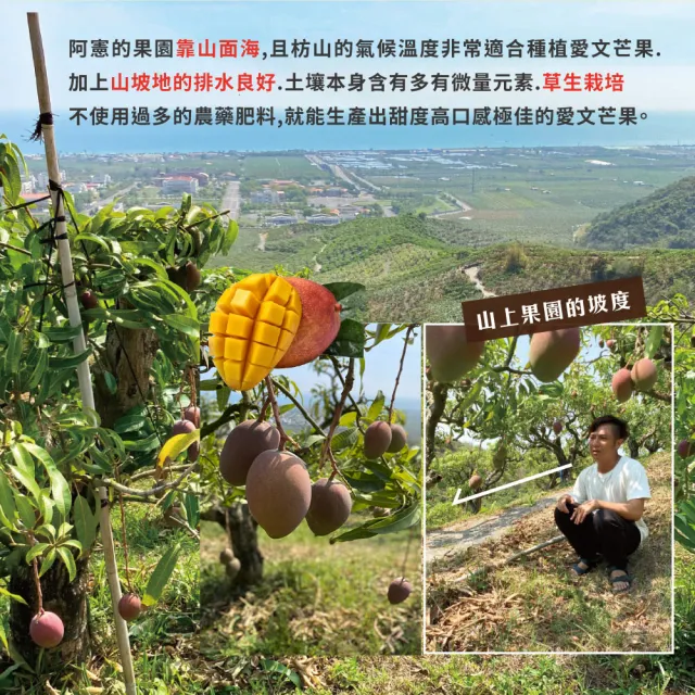 【初品果】屏東青農楊忠憲(外銷大果)枋山阿憲愛文芒果10斤12-16顆x1箱(產地直送_山頂上的愛文芒果)
