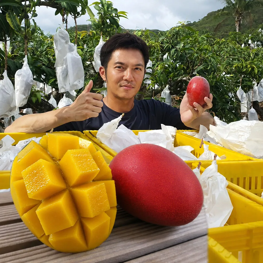 【初品果】屏東青農楊忠憲-枋山阿憲愛文芒果禮盒5斤9-12顆x2盒(中小果_山頂上的愛文芒果_禮盒)