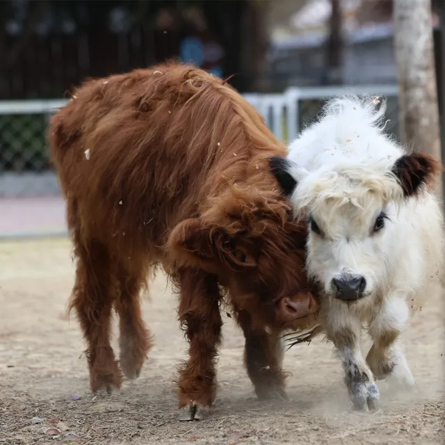 【南投水与松萌萌園】幼兒票★萌寵動物大集合親子出遊首選(含在地小禮物兌換券)