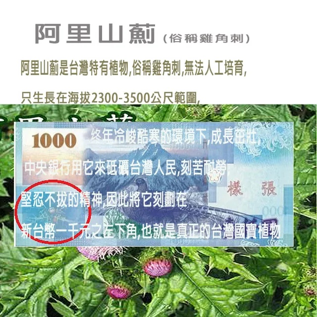 阿里山薊茶包X2盒/雞角刺茶包/20包/盒(台灣原生種植物阿里山薊茶包)