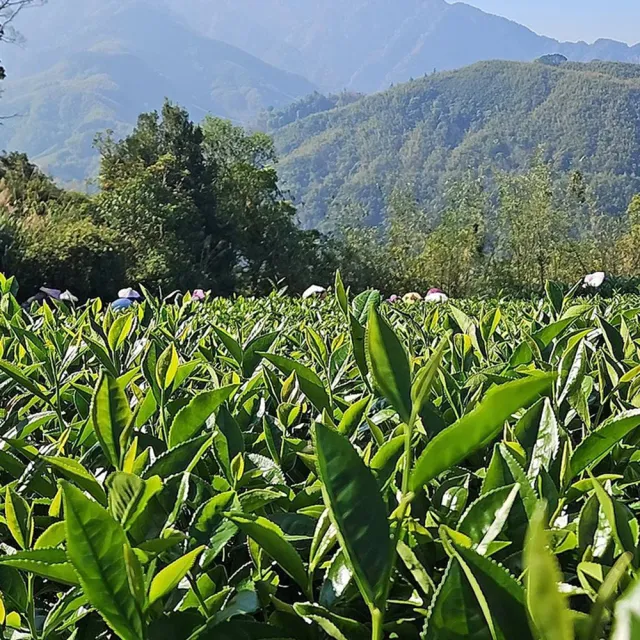 【Funbodhi 方菩提】GABA茶 龍韻甘露 3克 茶包3gx20包x1袋 (阿里山產區、台灣茶、機能茶)