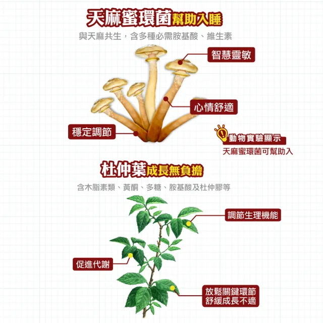 【順天本草】買一送一　長大人成長套組 正宗版2盒-女方(每盒含成長膠囊60顆*2+金智慧王30顆*2+成長御膳4包)