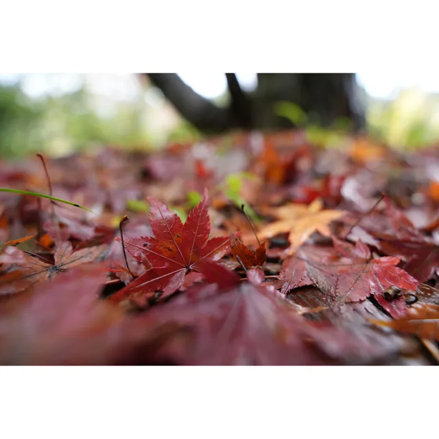 【SONY 索尼】FE 16-25mm F2.8 G SEL1625G (公司貨) 超廣角變焦鏡頭 旅遊鏡 全片幅無反微單眼鏡頭