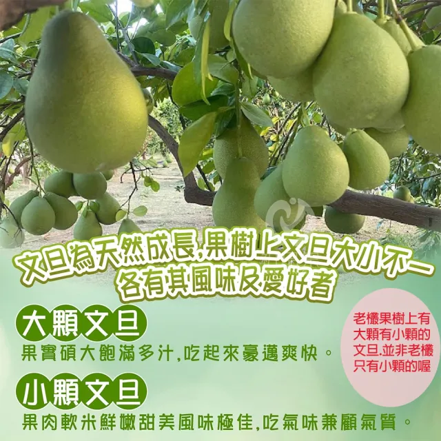 【初品果】台南麻豆老欉文旦10斤x2箱(7-9顆/箱_共20斤/果農直配/中秋送禮/中秋柚子)