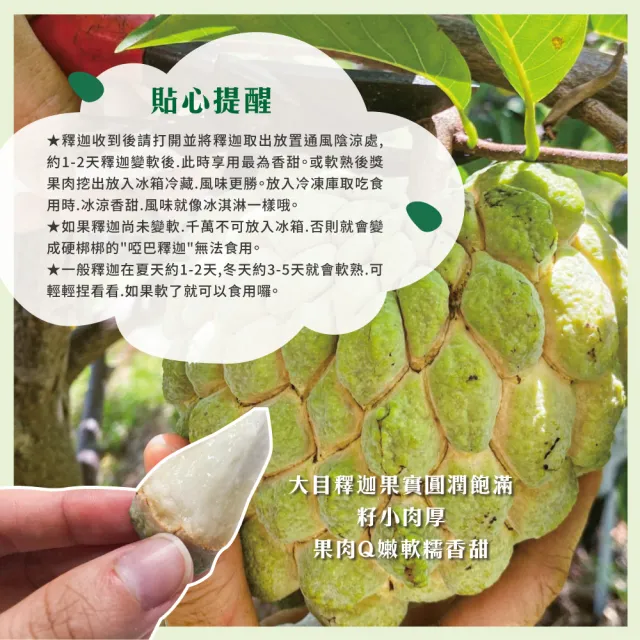 【初品果】台東知本大目釋迦含箱重10斤10-12顆x2箱(產地直送/送禮/禮盒/水果禮盒)