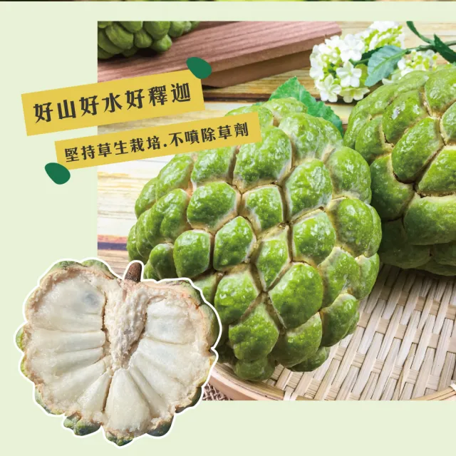【初品果】台東知本大目釋迦禮盒含箱5斤5-6顆x1盒(送禮/禮盒/水果禮盒)