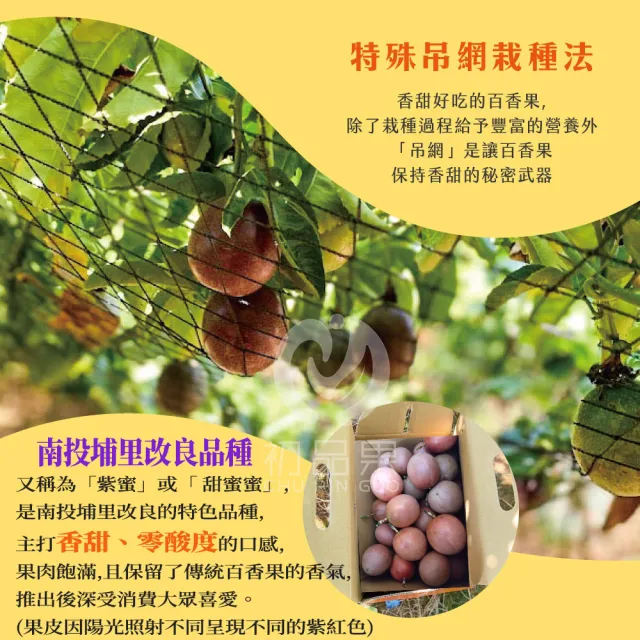 【初品果】南投埔里吊網百香果AA級禮盒含箱5斤x1盒(產地直送/送禮/禮盒/水果禮盒)
