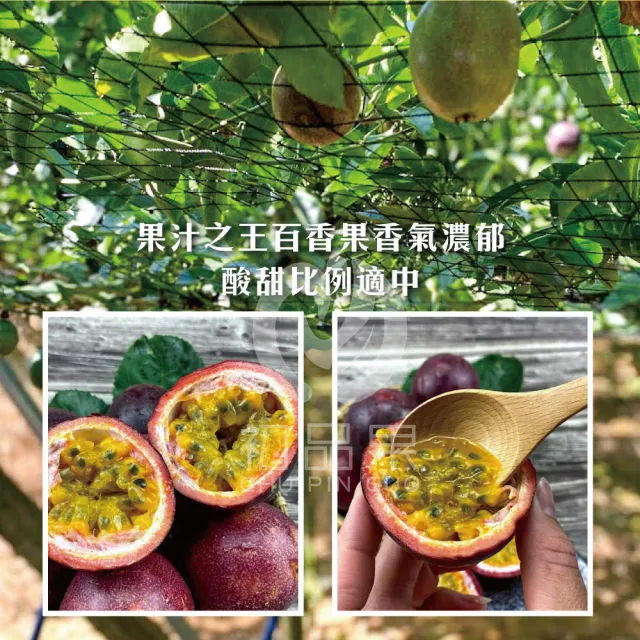 【初品果】南投埔里吊網百香果A級禮盒含箱5斤x2盒(產地直送/送禮/禮盒/水果禮盒)