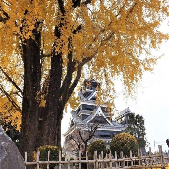 【喜鴻假期】★超值楓九州５日★高千穗峽、阿蘇老街、大觀峰、熊本城、柳川遊船、湯布院、菊池溪谷