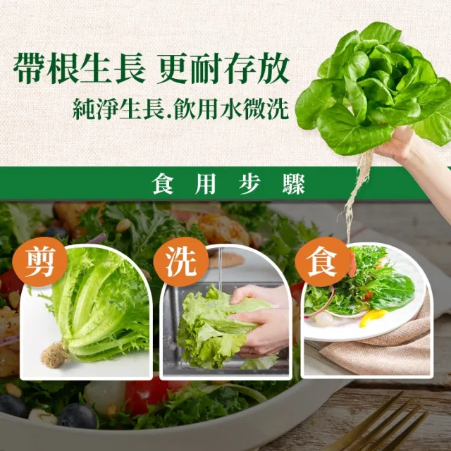 【源鮮智慧農場】地中海蔬食生菜箱180g x 4袋(生菜｜生菜沙拉｜水耕蔬菜｜蔬菜｜水耕生菜沙拉)