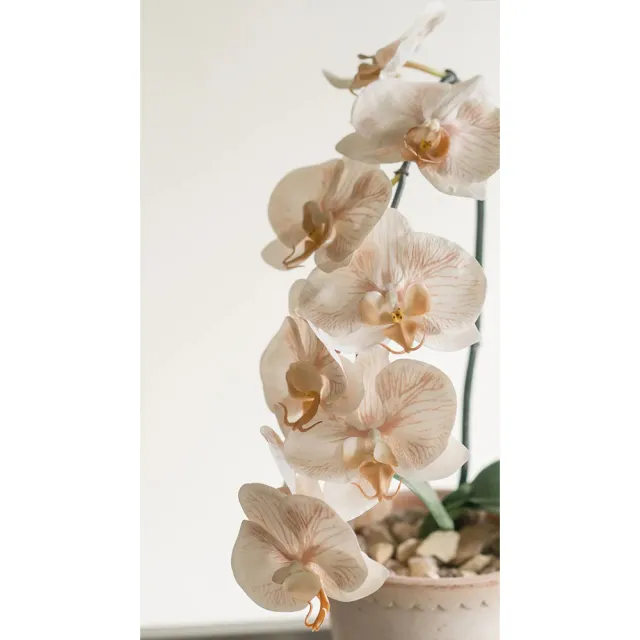 【Hutte】Orchid Garden Gift Box 擬真日本瀑布蝴蝶蘭禮盆 (Bergspotter D16cm)