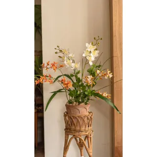 【Hutte】Orchid Garden Gift Box 擬真蘭園禮盆 (Bergspotter Elizabeth)