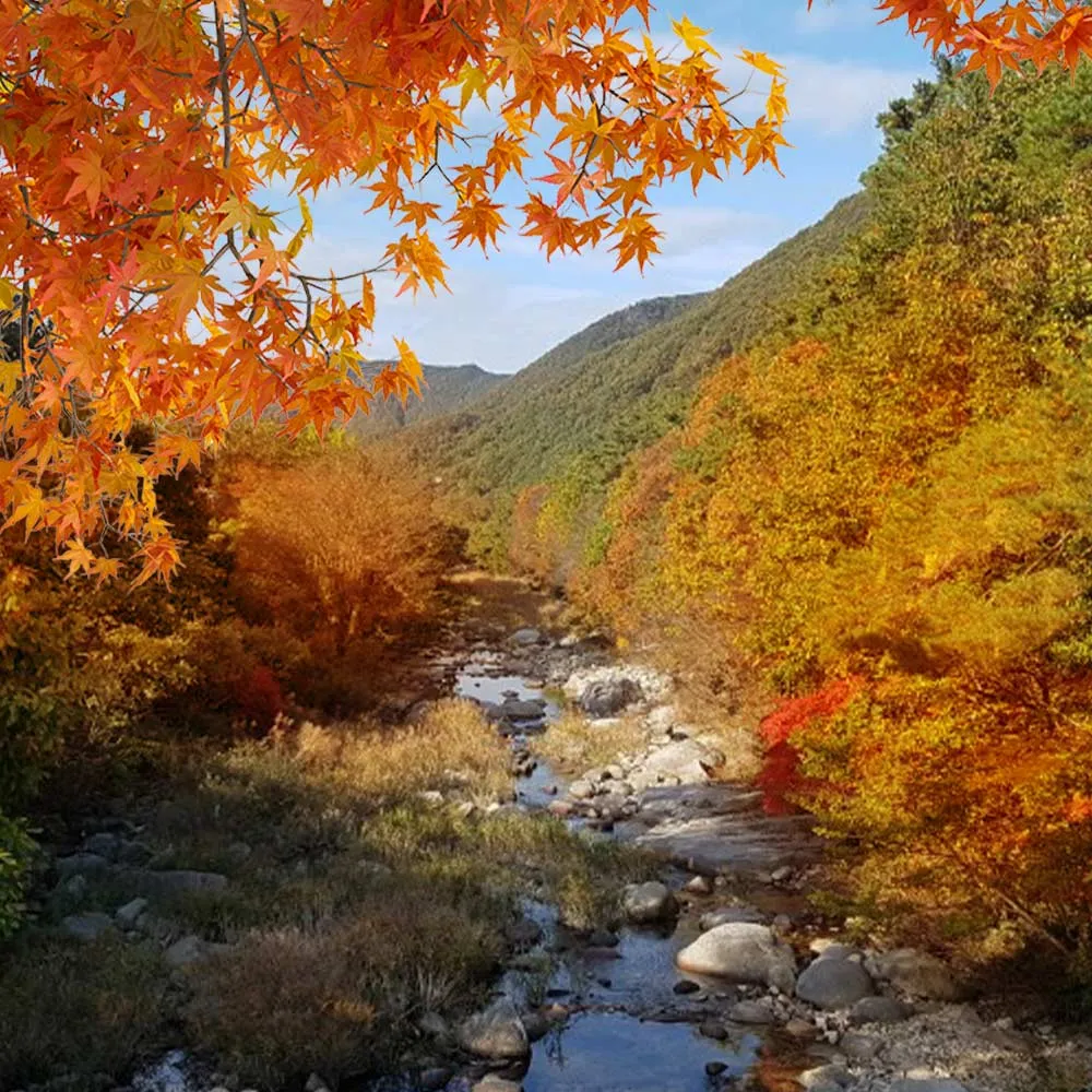 買一送一~清易賞楓趣五日★愛寶樂園、俗離山、景福宮、塗鴉秀、汗蒸幕(早去晚回足五天)