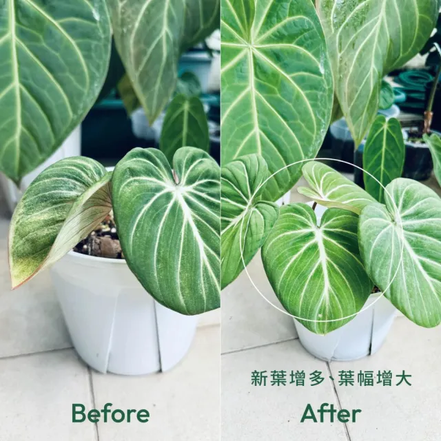 【1%植物關鍵】1%植物保養噴霧300ml+植物營養精華15ml(室內肥料 盆栽液肥 多肉養分 居家植栽營養劑 施肥)