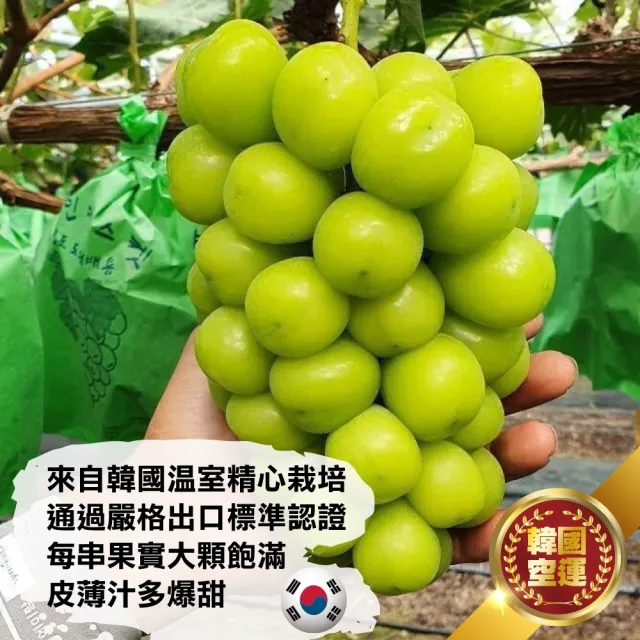 【WANG 蔬果】韓國無籽麝香綠葡萄_大串500-600gx1盒(單串PE硬盒 空運直送)