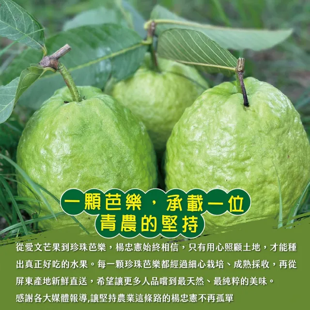 【初品果】各大媒體專訪 青農楊忠憲 牛奶珍珠芭樂禮盒8斤x2箱(大小粒數不限 冷藏宅配 屏東產地直送)