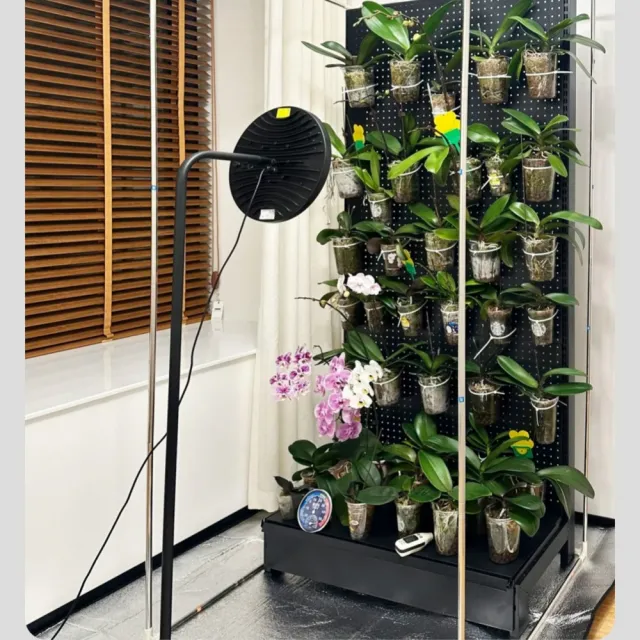 【諾必行】100瓦植物補光燈 模擬仿太陽全光譜 LED室內多肉花卉蔬菜綠植專用生長燈（落地款/定時調光控制）