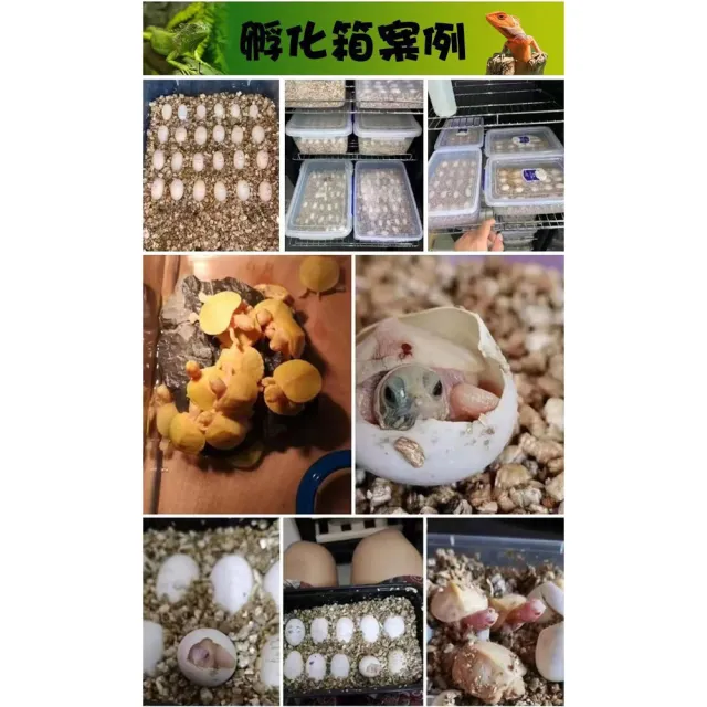 【RTAKO】寵物孵化箱 爬寵孵化機 恆溫孵化櫃 78L 智能孵化器 恆溫櫃 觸控調節 櫃腳可調 恆溫箱 孵蛋器
