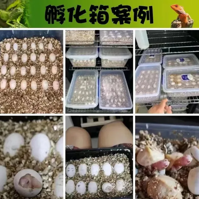 【RTAKO】寵物孵化箱 爬寵孵化機 恆溫孵化櫃 46L 智能孵化器 恆溫櫃 觸控調節 櫃腳可調 恆溫箱 孵蛋器