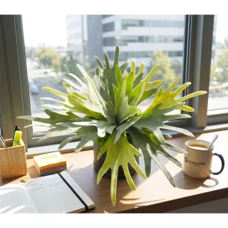 【HUGO DECO 榆果傢飾】高擬真鹿角蕨盆栽(擬真植物/禮物/綠化/永不凋零/佈置/蕨類)