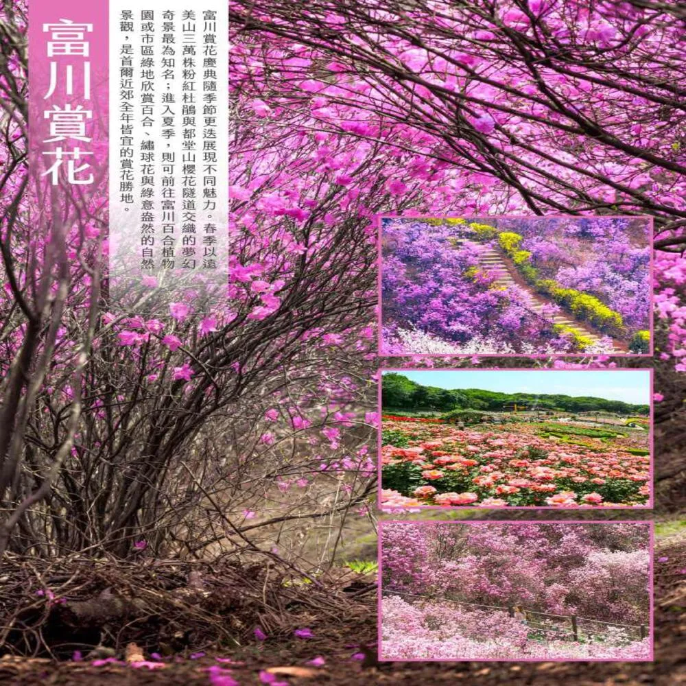 【找到了旅遊】首爾特惠促銷五日8-10月酷航空(下單免領隊小費)