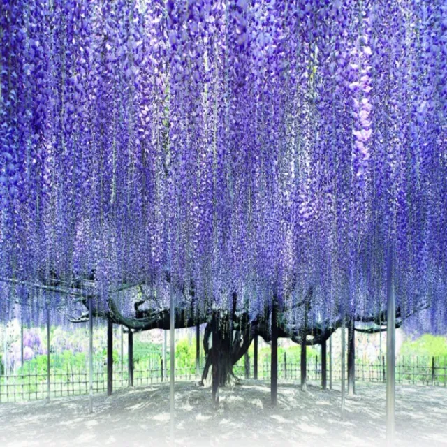 【喜鴻假期】★高雄出發．花現黑部立山雪大谷６日★白川合掌村、富士芝櫻祭、足利紫藤花、高山老街、松本城