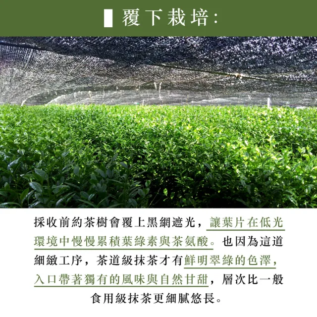 【伊藤園】Oi Ocha茶道級抹茶30g(罐裝) x 2入組