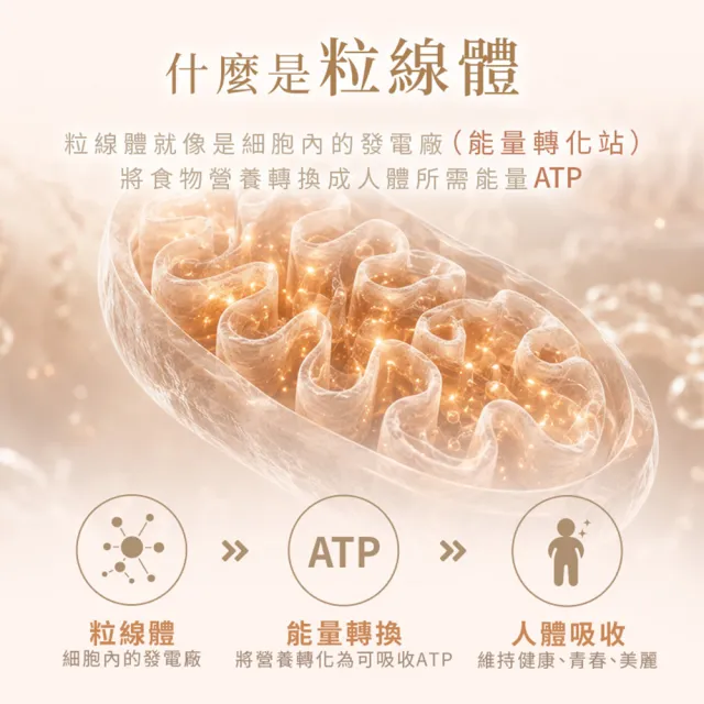 【PP 石墨烯】石墨烯塑崩粒線褲2件 (林美秀吳淡如推薦 循環靴型塑身褲)