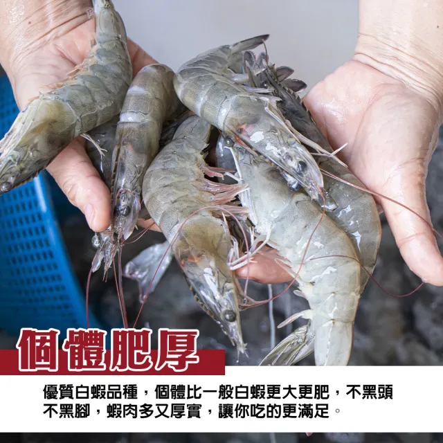 【三頓飯】野放活凍超大中南美洲馬白蝦 3盒組(600g/盒 約10-20尾/盒)