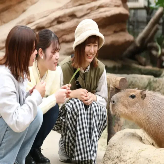 【喜鴻假期】★高雄出發.關西絕景5日★天橋立、伊根舟屋、京都嵐山、神戶動物王國、和歌山電鐵