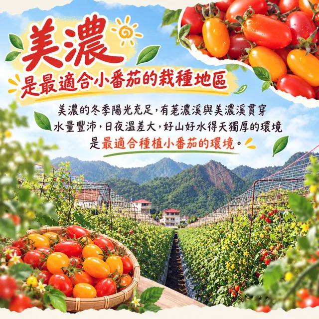 【初品果】美濃達哥雙色橙蜜香小番茄3斤x1盒(紅蜜+橙蜜金瑩_產銷履歷_送禮/禮盒/水果禮盒)
