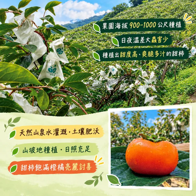 【初品果】達觀部落余大哥9A高山甜柿大禮盒12顆x2箱(每顆315g±10%_年節禮盒_產地直送)