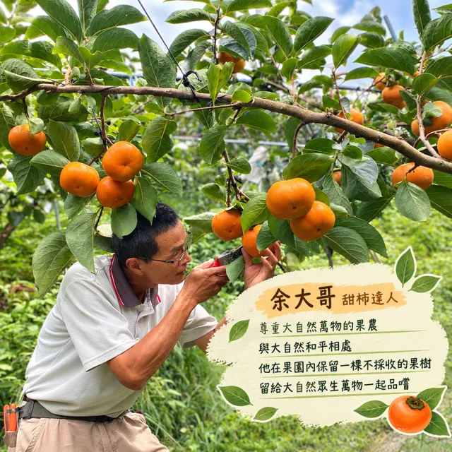 【初品果】達觀部落余大哥9A高山甜柿禮盒6顆x2盒(每顆315g±10%_年節禮盒_產地直送)