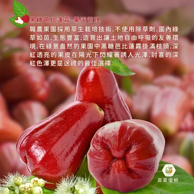 【賞菓優鮮】六龜荖濃溪畔黑糖芭比蓮霧精美小果禮盒2盒(14-16粒/2.5斤X2盒)(蓮霧界LV美譽_產地現採直送)